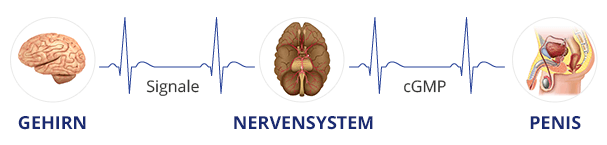 Entstehung einer Erektion Entstehung einer Erektion