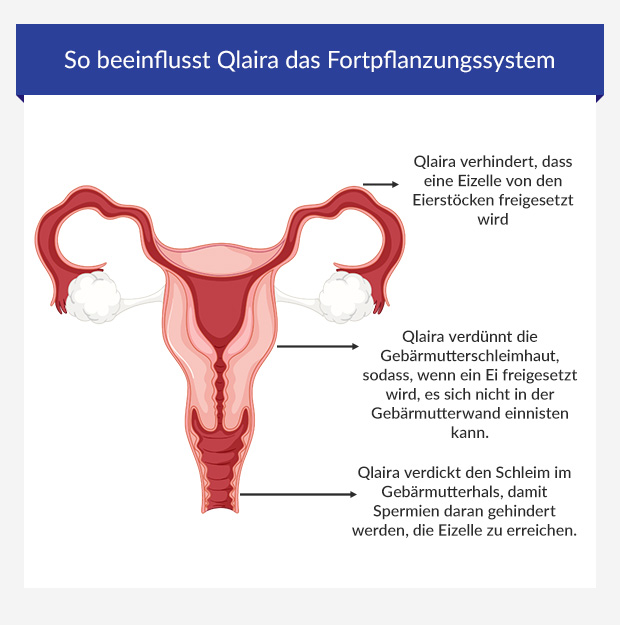 How Qlaira affects the reproductive system. Infografik zeigt, wie die Qlaira Pille das Fortpflanzungssystem verändert