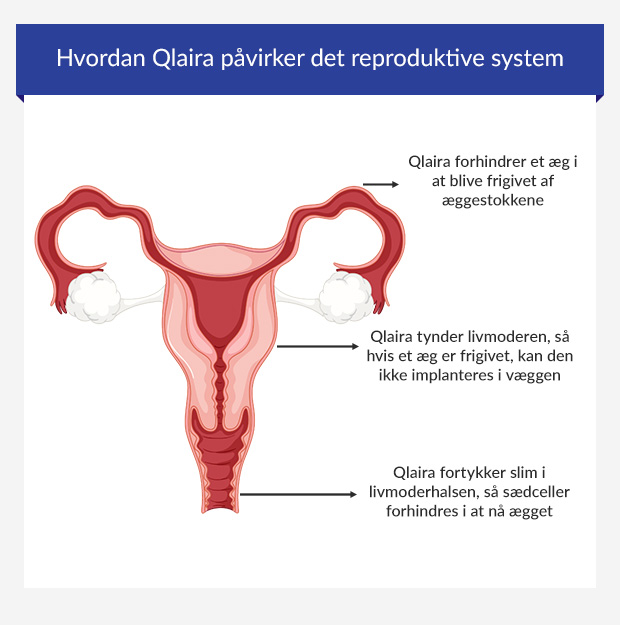 Infografik, der viser, hvordan Qlaira-pillen ændrer det reproduktive system