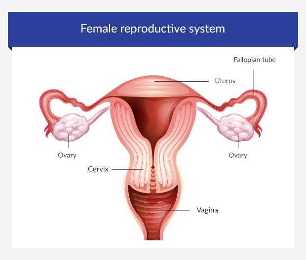 Infographic of the female reproductive system