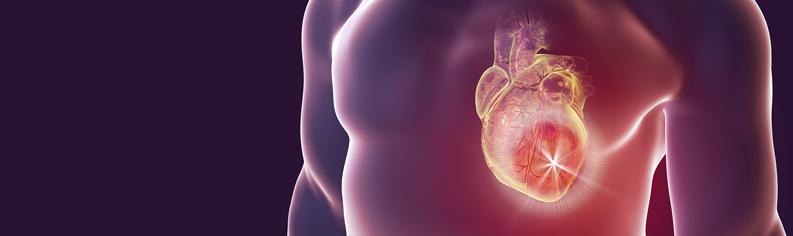 3D anatomisk illustrasjon av hjerte i en kiste
