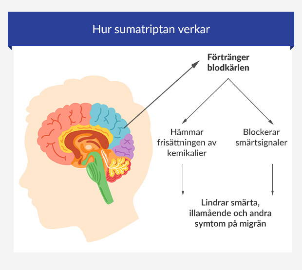 Grafik som visar hur sumatriptan verkar i hjärnan