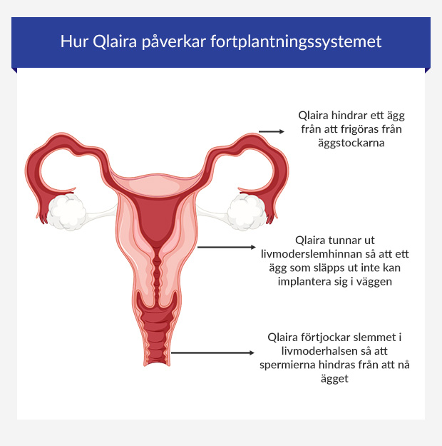 Infografik som visar hur Qlaira-p-pillret påverkar reproduktionssystemet