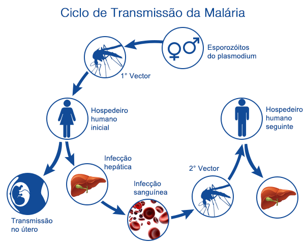 Transmissão Da Malária • Ciclo De Vida Da Malária • Euroclinix® 0206