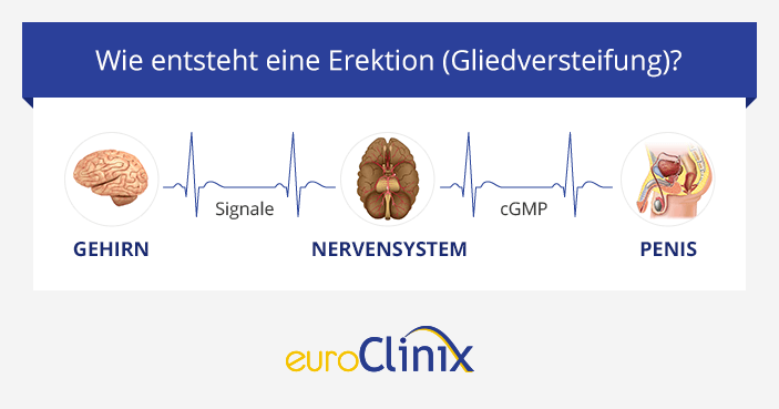 Entstehung einer Erektion