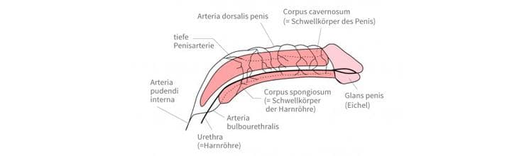 Anatomie eines erregten Penis