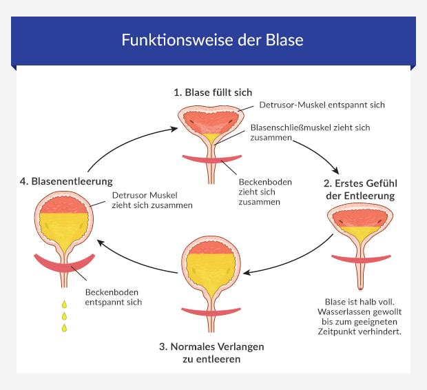 Harninkontinenz • Kaufen Sie Behandlungen Heute Online Bei EuroClinix®