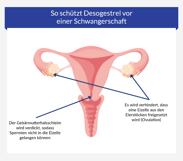 Grafik zeigt, wie Desogestrel vor einer Schwangerschaft schützt