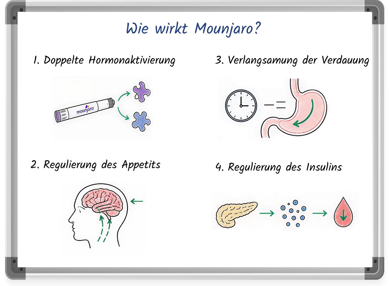 Whiteboard-Zeichnung erklärt die Wirkweise von Mounjaro