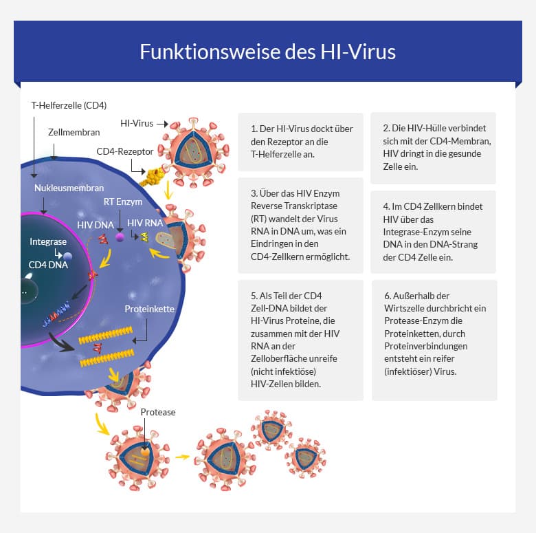 Funktionsweise des HI Virus