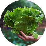 Kopfsalat img
