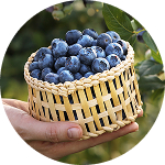 Blaubeeren img