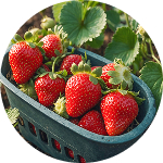 Erdbeeren img
