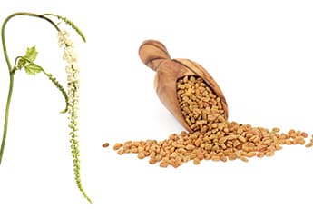 Bockshornklee & Trauben-Silberkerze