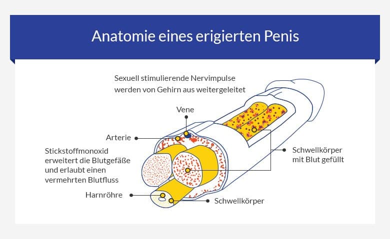 Erigierter Penis