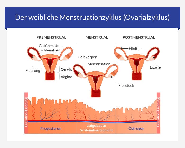 Menstruationszyklus Ovarialzyklus Verhütung Antibabypille Minipille Menstruation
