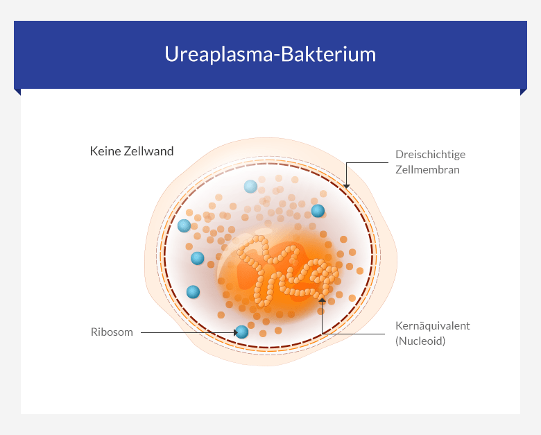 Ureaplasma Symptome und Therapie auf euroClinix