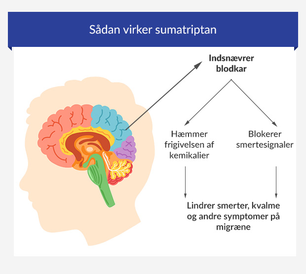 Grafik, der viser, hvordan sumatriptan virker i hjernen