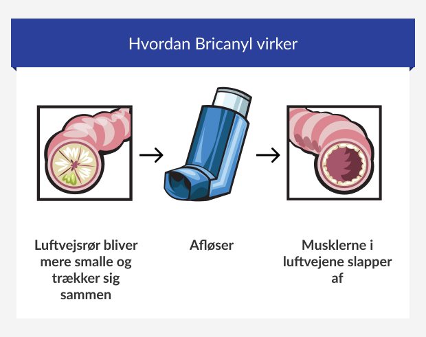 Infografik, der viser, hvordan Bricanyl virker