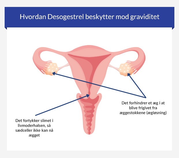 Grafik, der viser, hvordan Desogestrel beskytter mod graviditet