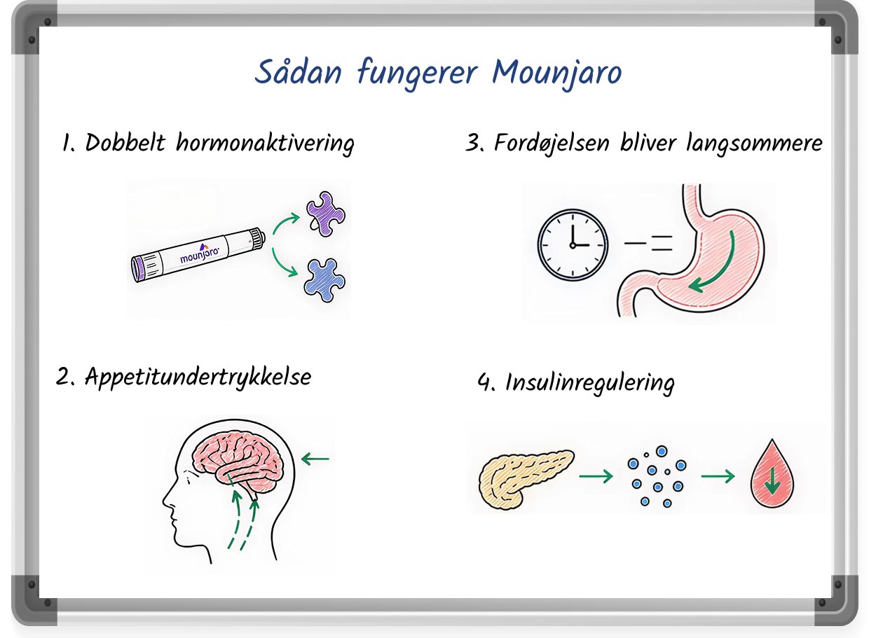 En whiteboard-lignende tegning, der forklarer, hvordan Mounjaro fungerer