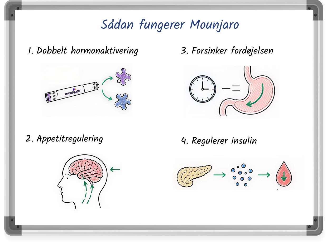 En whiteboard-lignende tegning, der forklarer, hvordan Mounjaro fungerer