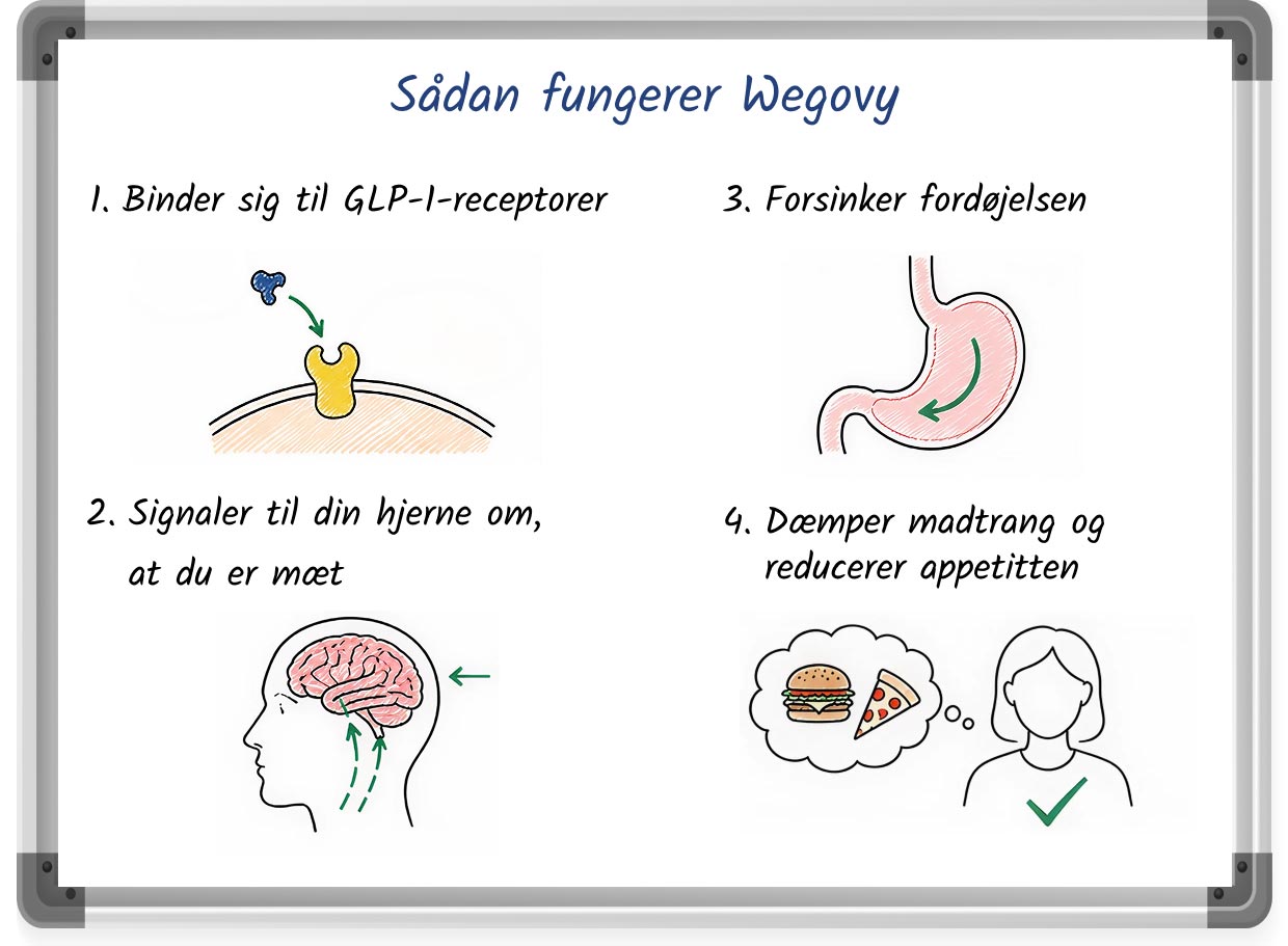 En skitseret illustration, der beskriver, hvordan Wegovy virker til vægttab, komplet med nummererede trin og billeder.