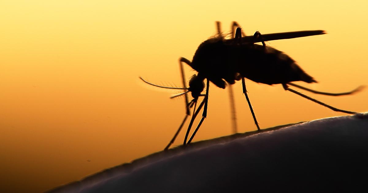 Nærbillede af en myg på menneskelig hud
