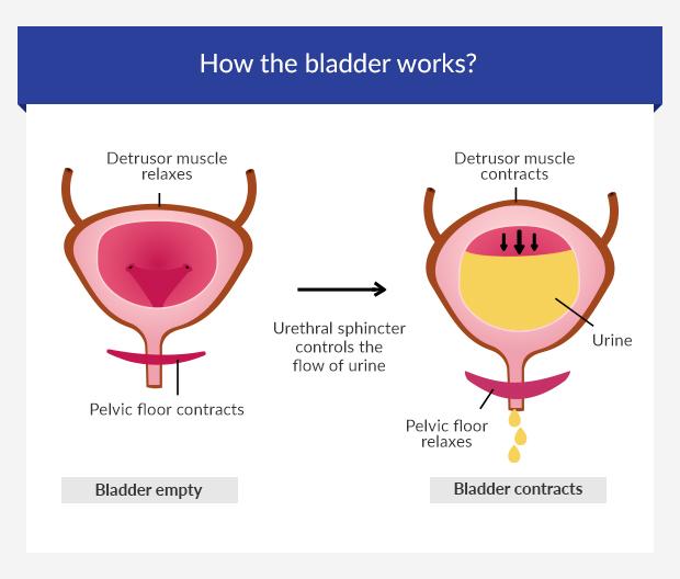 How the bladder works