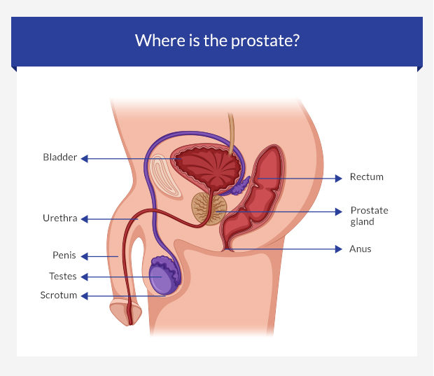 How can the prostate affect erectile function euroClinix