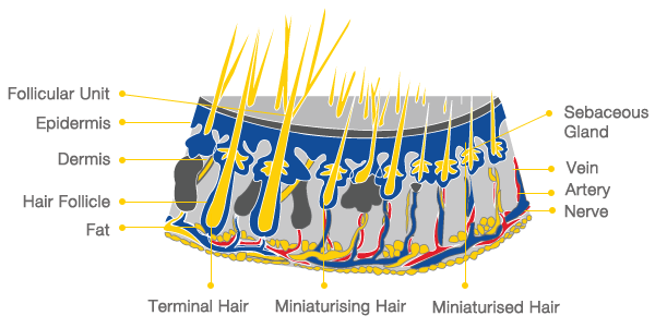 Healthy hair follicles and scalp