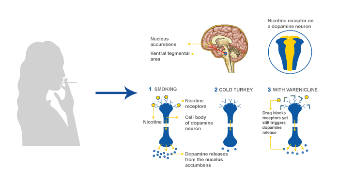 Варениклин отзывы. Варениклин. Механизм действия варениклина. Варениклин фармакология. Варениклин механизм действия.