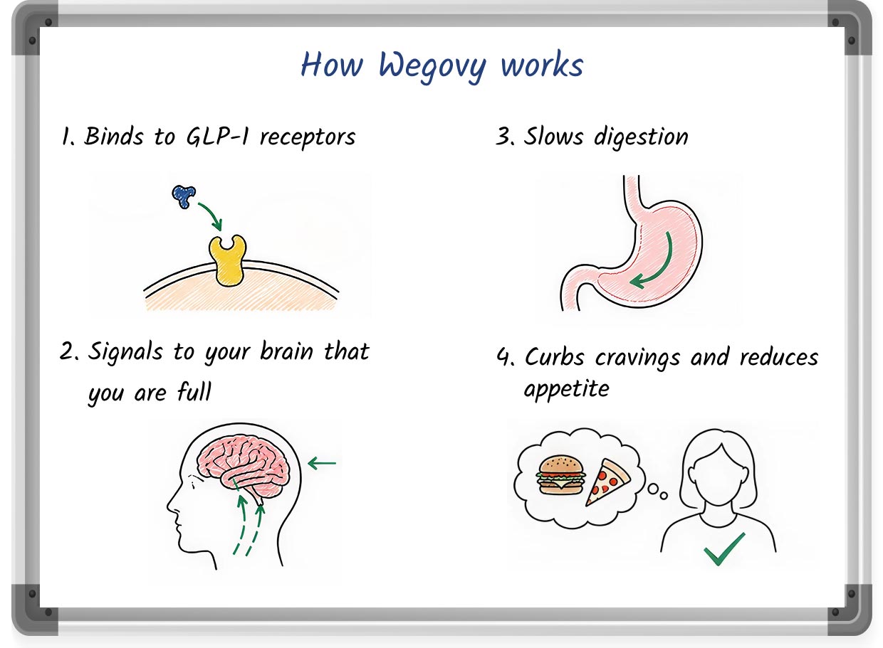 A sketched illustration detailing how Wegovy works for weight loss, complete with numbered steps and images.