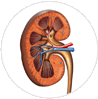 kidney