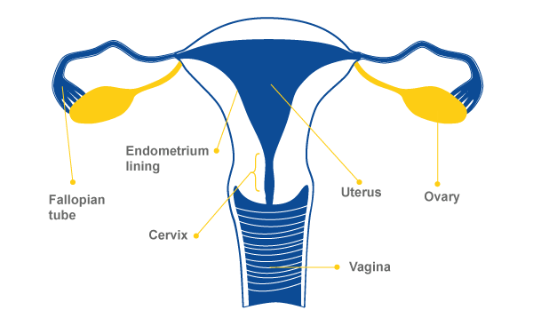 Como funciona la ovulacion