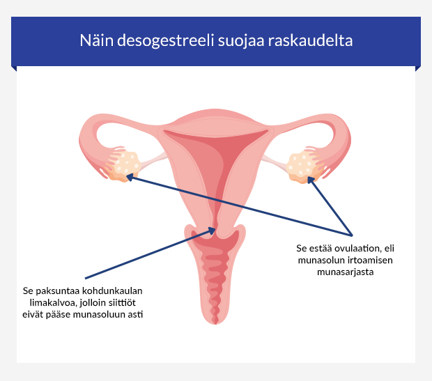 Kuva näyttää, miten desogestreeli suojaa raskaudelta