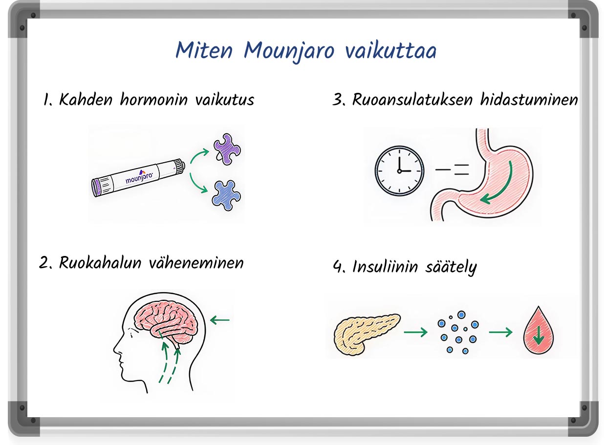 Valkotaulukuvitus, jossa selitetään Mounjaron vaikutustapa