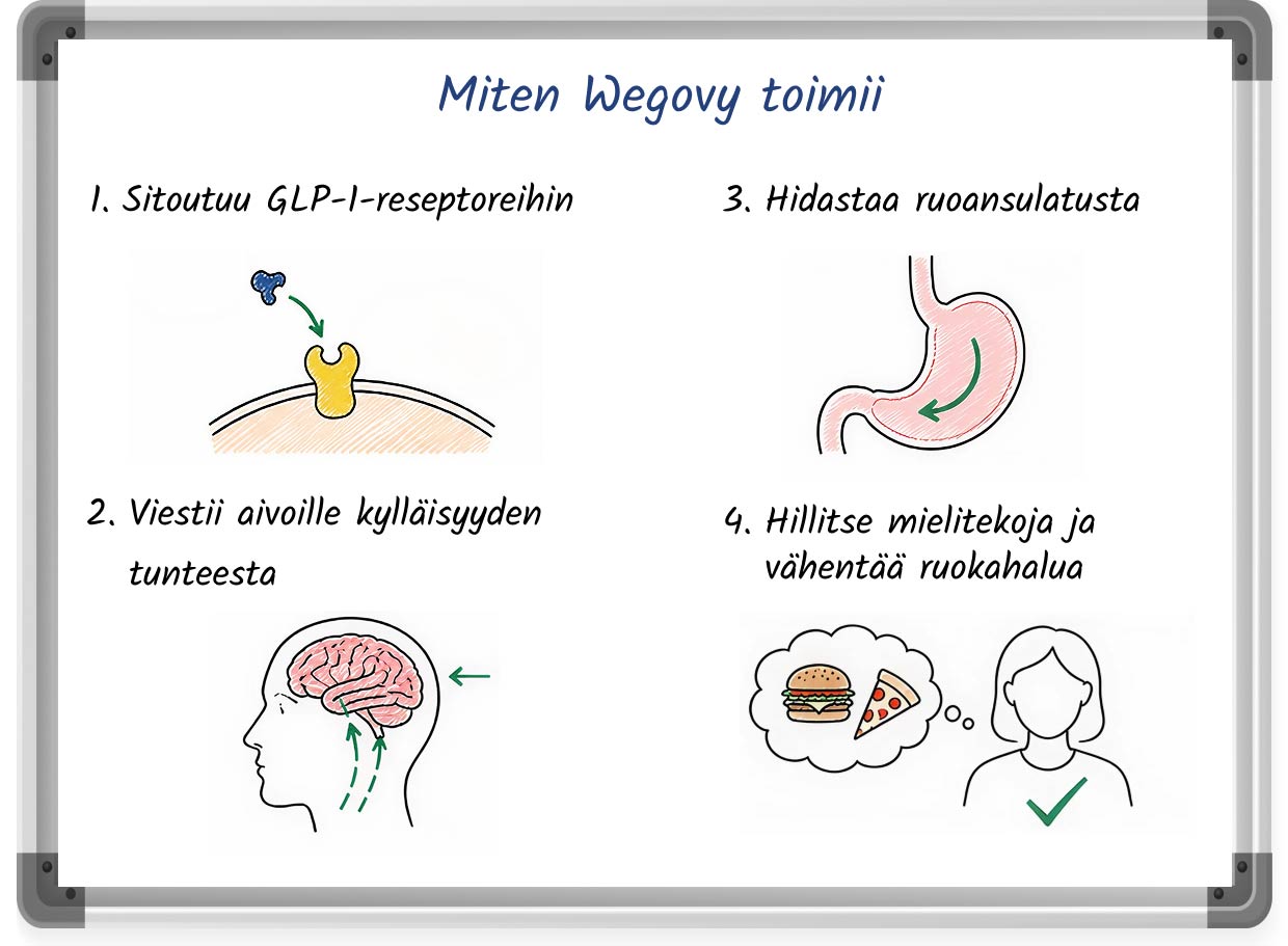 Luonnos, joka sisältää numeroidun selityksen Wegovyn toimintatavasta painonpudotuksessa.