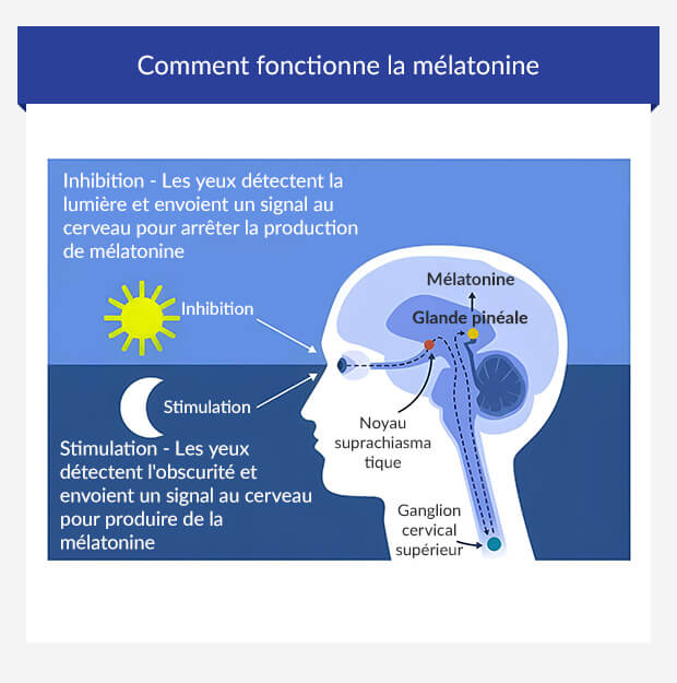 graphique illustrant le rôle de la mélatonine dans le rythme circadien