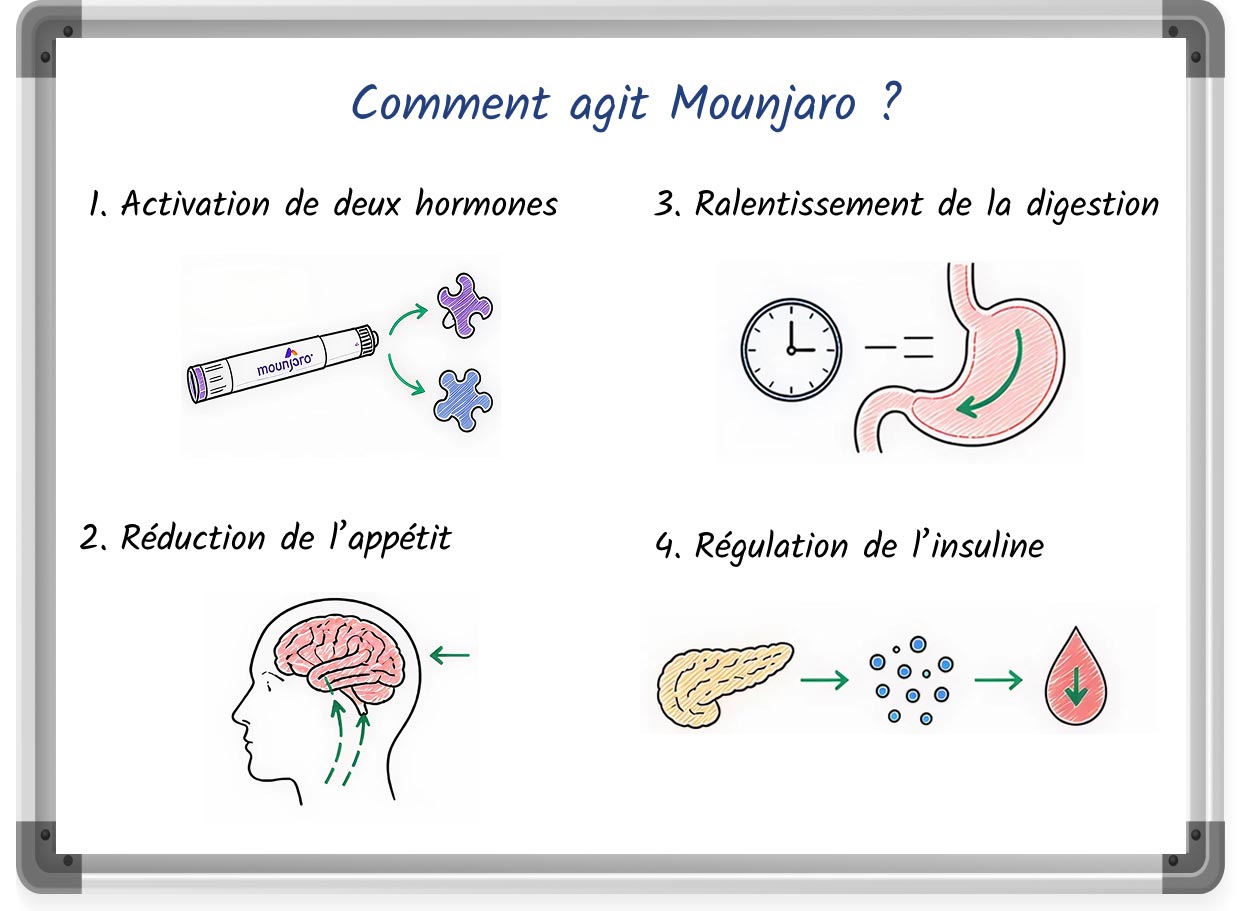 Schéma explicatif sur tableau blanc : les 4 étapes du fonctionnement du traitement Mounjaro dans l'organisme