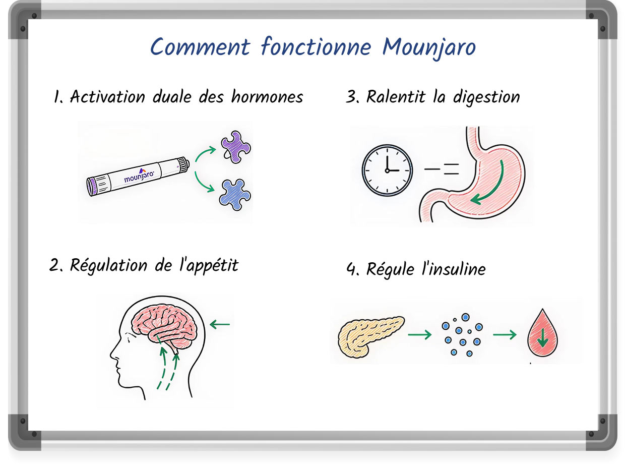 Une illustration sur tableau blanc expliquant comment fonctionne Mounjaro