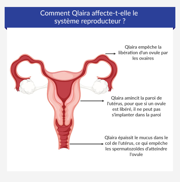 Infographic showing how the Qlaira pill alters the reproductive