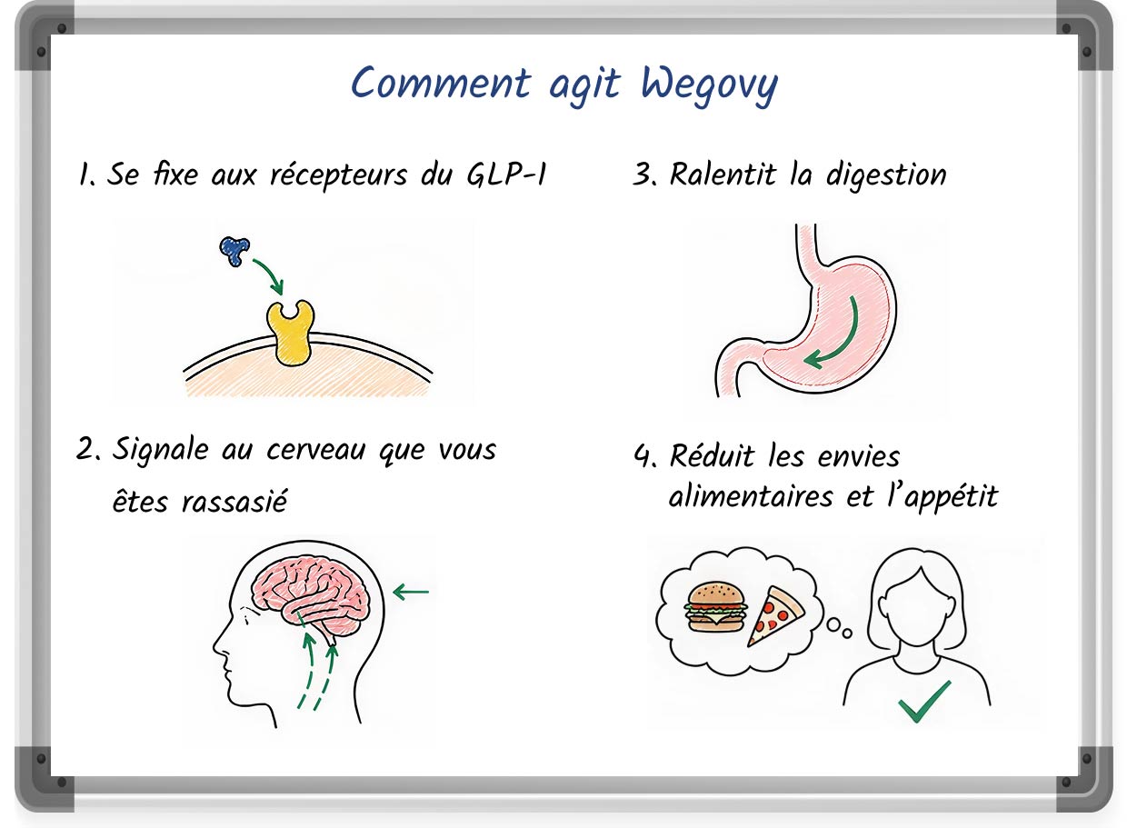Infographie illustrant le mécanisme d’action de Wegovy dans la perte de poids, avec des étapes numérotées et des illustrations.