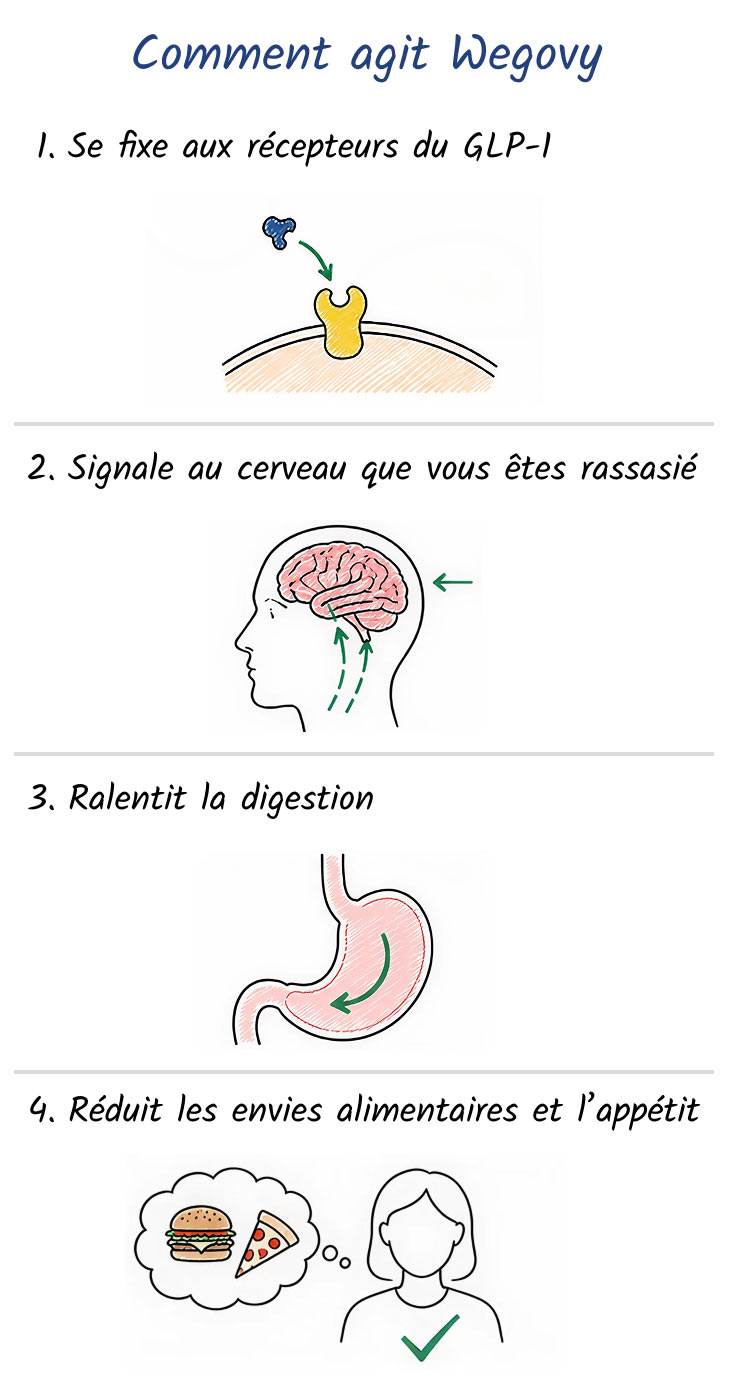 Infographie illustrant le mécanisme d’action de Wegovy dans la perte de poids, avec des étapes numérotées et des illustrations.
