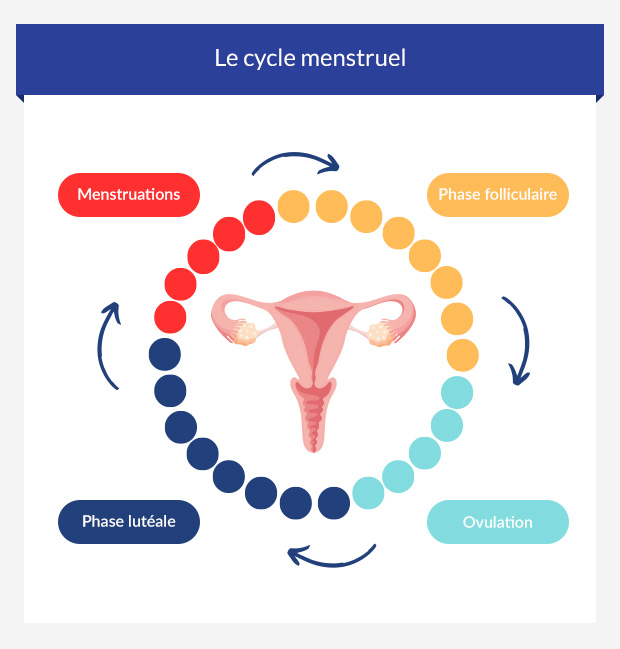 Le cycle menstruel : Phases, fertilité et effets sur la santé