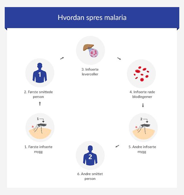 how-malaria-is-spread