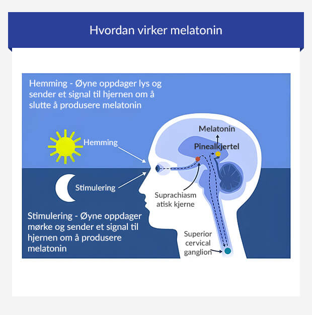 Grafikk som viser rollen til melatonin i døgnrytmen