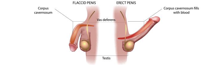 Porównanie zwiotczałego penisa z penisem w wzwodzie