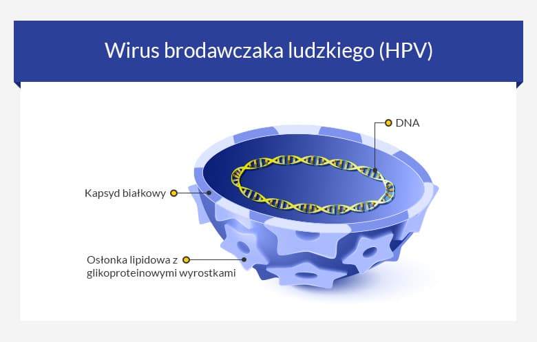 Wirus Hpv • Brodawczak Ludzki 2024