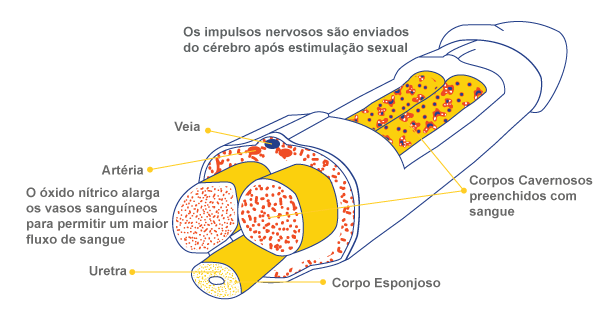 causas da impotencia